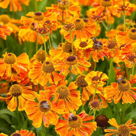 Oranje zonnekruid, Helenium,